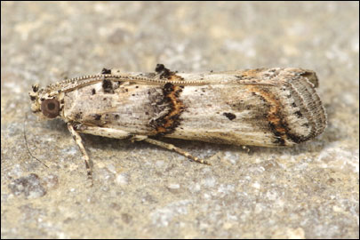 Pempelia albariella (Zeller, 1839) - ������� ---