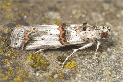 Pempelia albariella (Zeller, 1839) - ������� ---