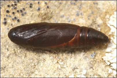 Pempelia albariella (Zeller, 1839) - ������� ---