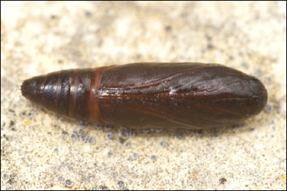Pempelia albariella (Zeller, 1839) - ������� ---