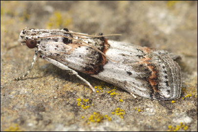 Pempelia albariella (Zeller, 1839) - ������� ---