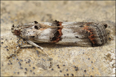 Pempelia albariella (Zeller, 1839) - ������� ---