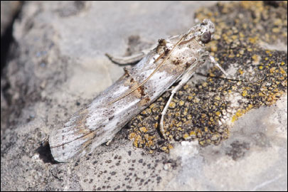 Pempelia alpigenella (Duponchel, 1836) - ������� ����������