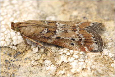Pempeliella dilutella ([Denis & Schiffermuller], 1775) - ������� ������
