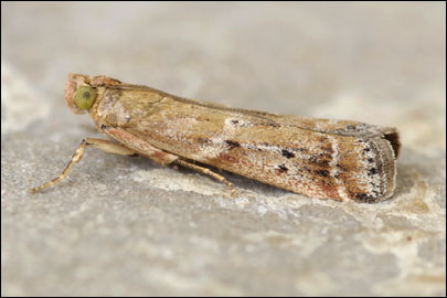 Pempeliella dilutella ([Denis & Schiffermuller], 1775) - ������� ������