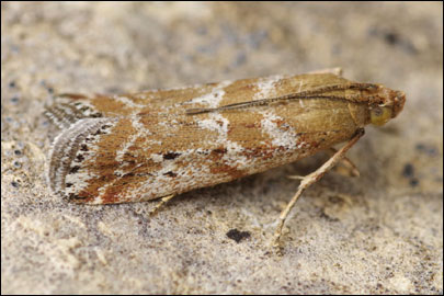 Pempeliella dilutella ([Denis & Schiffermuller], 1775) - ������� ������