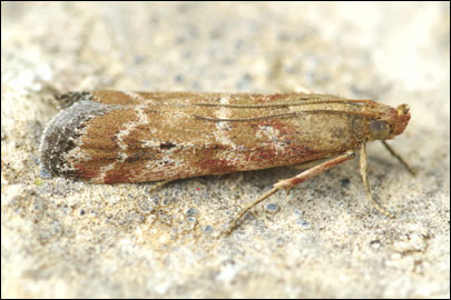 Pempeliella dilutella ([Denis & Schiffermuller], 1775) - ������� ������