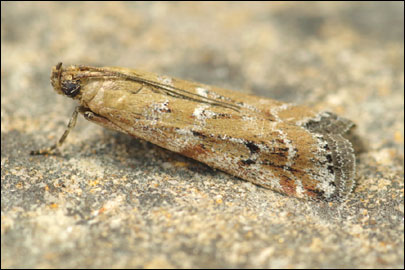 Pempeliella dilutella ([Denis & Schiffermuller], 1775) - ������� ������
