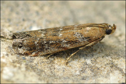 Pempeliella dilutella ([Denis & Schiffermuller], 1775) - ������� ������