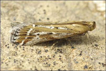 Pempeliella ornatella ([Denis & Schiffermuller], 1775) - ������� ����������