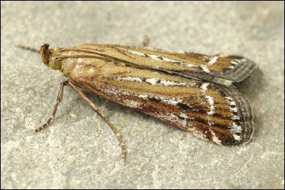 Pempeliella ornatella ([Denis & Schiffermuller], 1775) - ������� ����������