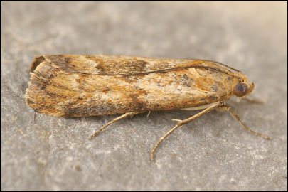 Pterothrixidia rufella (Duponchel, 1836) - ������� �����