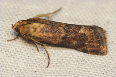 Pterothrixidia rufella (Duponchel, 1836) - ������� �����