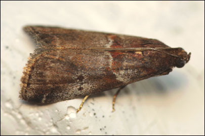 Trachycera advenella (Zincken, 1818) - ������� �������������