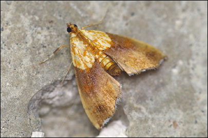 Agrotera nemoralis (Scopoli, 1763) - ������ ��������