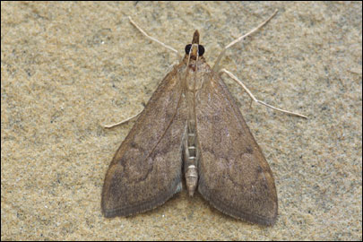 Algedonia terrealis (Treitschke, 1829) - ������ ---