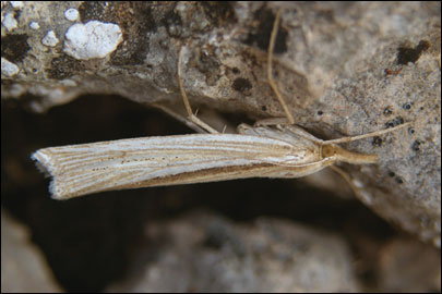 Ancylolomia tentaculella (Hubner, [1796]) -  