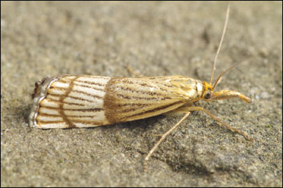 Chrysocrambus linetella (Fabricius, 1781) - �������� ---