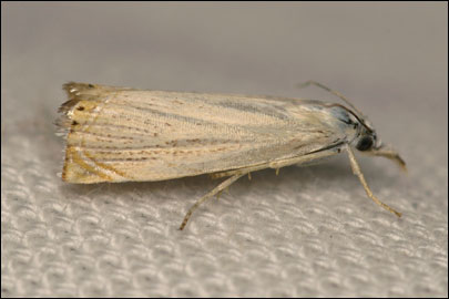 Chrysoteuchia culmella (Linnaeus 1758) -  
