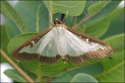 Cydalima perspectalis (Walker, 1859) - ������ ����������