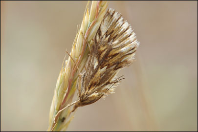 Cynaeda dentalis (Denis & Schiffermuller, 1775) - ������ ��������