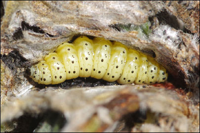 Cynaeda gigantea (Wocke, 1871) - ������ ---