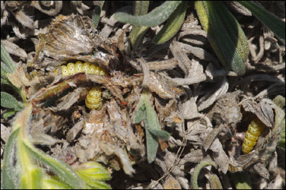 Cynaeda gigantea (Wocke, 1871) - ������ ---