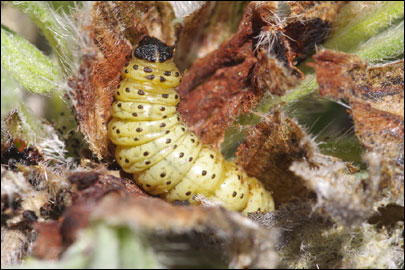 Cynaeda gigantea (Wocke, 1871) - ������ ---