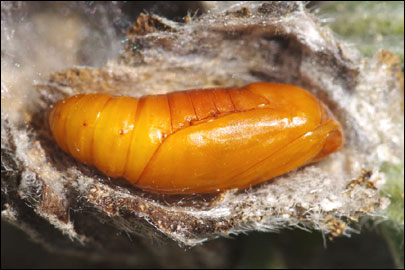 Cynaeda gigantea (Wocke, 1871) - ������ ---