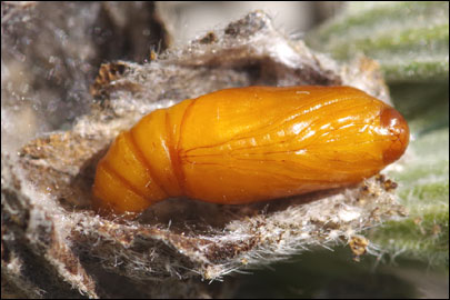 Cynaeda gigantea (Wocke, 1871) - ������ ---