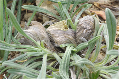 Cynaeda gigantea (Wocke, 1871) - ������ ---