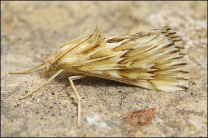 Cynaeda gigantea (Wocke, 1871) - ������ ---