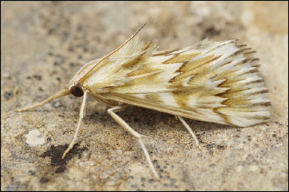 Cynaeda gigantea (Wocke, 1871) - ������ ---