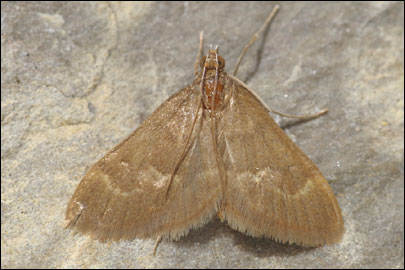 Ecpyrrhorrhoe diffusalis (Guenee 1854) - ������ ---