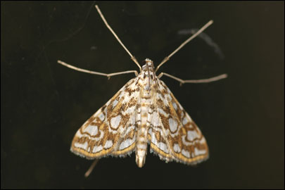 Elophila nymphaeata (Linnaeus, 1758) -  