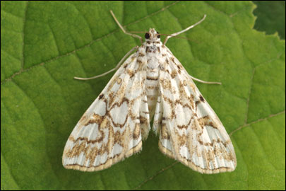 Elophila nymphaeata (Linnaeus, 1758) -  