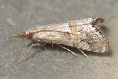 Euchromius bleszynskiellus Popescu-Gorj, 1964 - �������� ������������