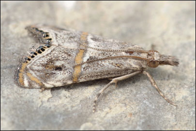 Euchromius bleszynskiellus Popescu-Gorj, 1964 - �������� ������������