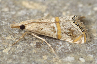 Euchromius bleszynskiellus Popescu-Gorj, 1964 - �������� ������������