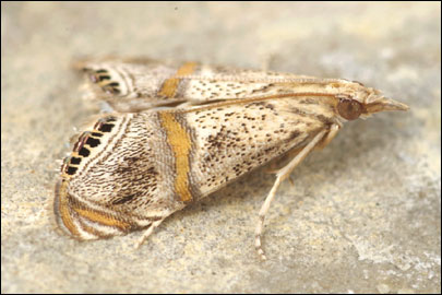 Euchromius rayatellus (Amsel, 1949) - �������� ��������