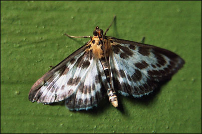 Eurrhypara hortulata (Linnaeus, 1758) -  