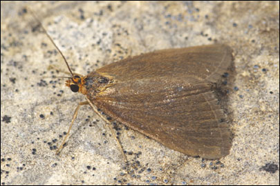 Evergestis aenealis (Denis & Schiffermuller, 1775) -  