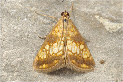 Evergestis politalis (Denis & Schiffermuller, 1775) -  