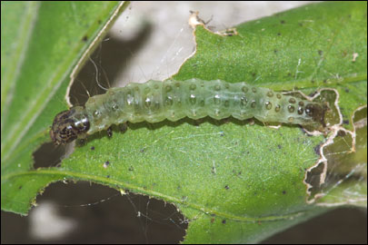 Haritalodes derogata (Fabricius, 1775) -  