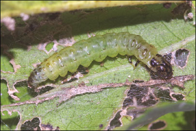 Haritalodes derogata (Fabricius, 1775) -  