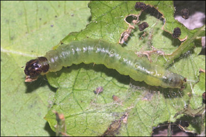 Haritalodes derogata (Fabricius, 1775) -  