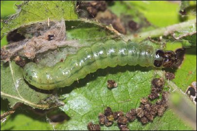 Haritalodes derogata (Fabricius, 1775) -  