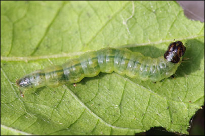 Haritalodes derogata (Fabricius, 1775) -  