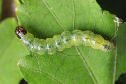 Haritalodes derogata (Fabricius, 1775) -  