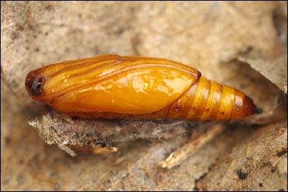 Haritalodes derogata (Fabricius, 1775) - ������ ���������